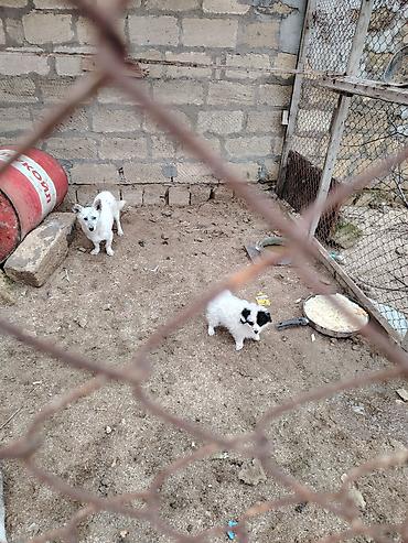 pomeranian boo satilir: Zvonok, 1 il, Dişi, Peyvəndli, Ünvandan götürmə — 2