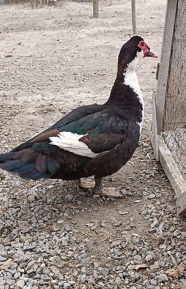 inək satışı: Bilək Hart satlır bu cinsi tanmıyanlar boş boşuna narahat — 8