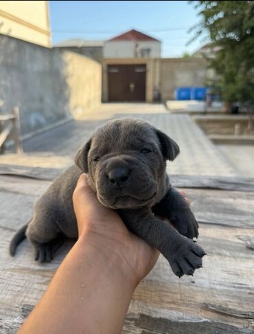 İtlər: Kane-Korso, 1 ay, Erkek, Sənədli, Ünvandan götürmə