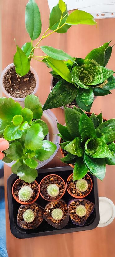 Другие комнатные растения: Бишкек мкрн Кок Жар и рабочий городок! Пеларгония карликовая - — 9