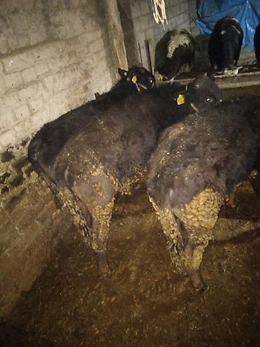 Коровы, быки: Продаю | Бык (самец) | Полукровка | На откорм | Привязанные — 15