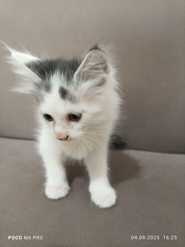 сколько стоит шотландская вислоухая кошка: Котёнок с необычной окраской - Полудлинная шерсть: пушистый белый