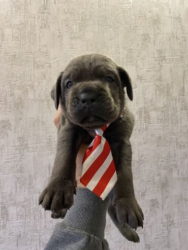 İtlər: Kane-Korso, 2 ay, Erkek, Sənədli, Pulsuz çatdırılma, Ödənişli çatdırılma — 16