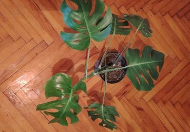 diffenbaxiya bitkisi haqqında: Monstera deliciosa (Swiss cheese bitkisi) – dekorativ otaq bitkisi -