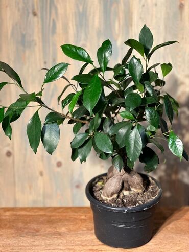 Otaq bitkiləri: Otağınıza təbiət gözəlliyi gətirəcək qırmızı anturium bitkisi. Parlaq — 4