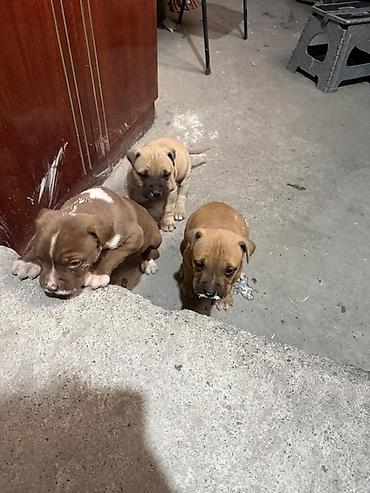 Продажа собак: Продаются чистокровные щенки Питбуля щенки крупные, здоровые и — 5