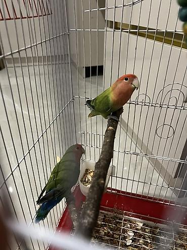 derzi quşu: Məhsul: Cüt “lovebird” (agapornis) tutuquşusu və qəfəs dəsti Təsvir — 2