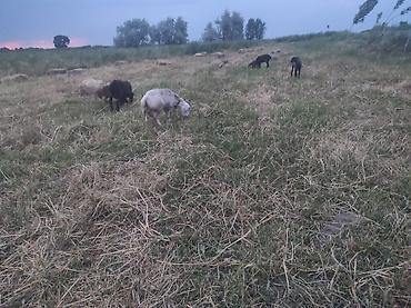 Баран, овца: Продаю | Овца (самка) | Для разведения — 4