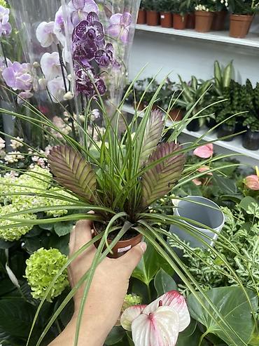 Комнатные растения: Тилландсия анита (Tillandsia cyanea) в пластиковом горшке. - — 2