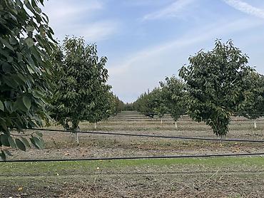 baki torpaq satisi: 300 sot, Kənd təsərrüfatı, Mülkiyyətçi, Kupça (Çıxarış) — 2