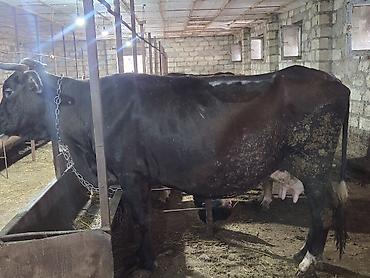 Inəklər, öküzlər: Yani simental balali super südük damazliq inek satilir.7.8 lt yaxin — 5
