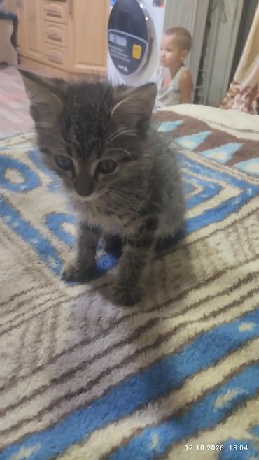 котята простые: 1 месяц, Мальчик, Приучена к лотку — 3
