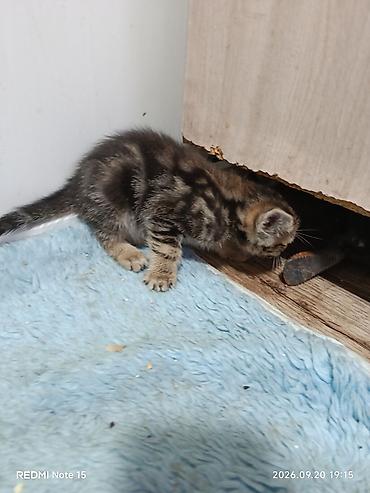 кошка веслоухий: Котята домашние отдам в хорошие руки — 4