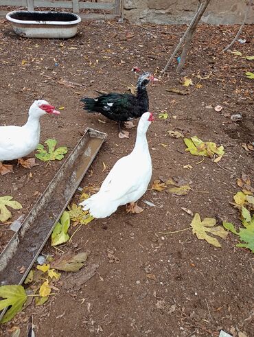 Hinduşka: Dişi, Damazlıq, Ünvandan götürmə — 1