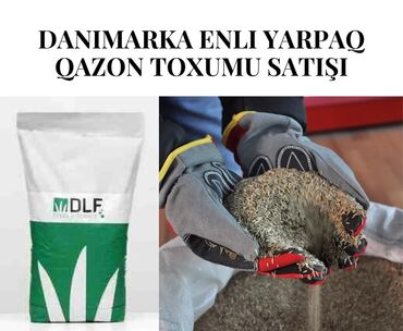 Otaq bitkiləri: Otaq bitkiləri