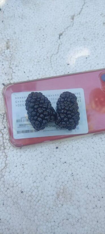 Фрукты и ягоды: Саженцы (есть корень на продажу) ежевики ремонтантной сорта Блек Джем — 11