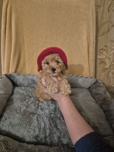 İtlər: Pudel, 2 ay, Erkek, Peyvəndli — 7