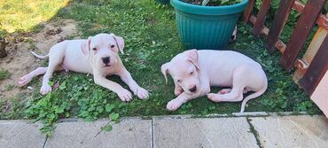 Psi: Na prodaju 9 prelepih štenaca DOGO ARGENTINO, 1 ima flekicu na oku i — 7