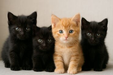 кошка с разными глазами: Кошка даром: Беспородная, 1 год, Девочка