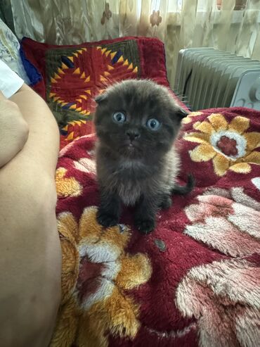 британская короткошерстная кошка золотая шиншилла: Пропала : Британская короткошёрстная, Мальчик