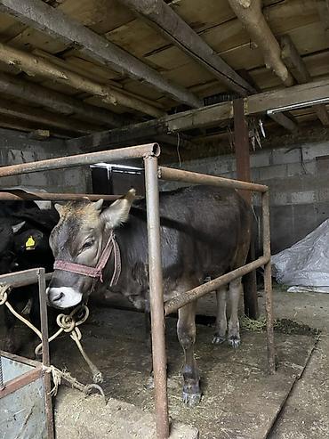 Коровы, быки: Продаю | Корова (самка) | Для молока | Привязанные at lalafo.kg — 9 Коровы, быки: Продаю | Корова (самка) | Для молока | Привязанные — 9