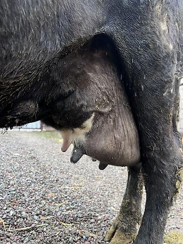 Коровы, быки: Продаю | Корова (самка) | Алатауская | Для молока — 4