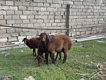 dişi: Salam qala cinsi qoyunlardir.1 disi 1 qoc 1 eded disi quzudur.disi — 3