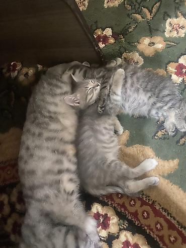 котята шотландцы купить: 1 месяц, Девочка, Приучена к лотку — 4