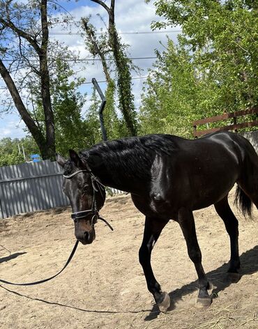 коный спорт: Вороной жеребец, 5 лет, 175 в холке. Очень красивый, умный и добрый