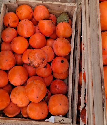 Meyvə və giləmeyvə: Məhsul: Öz bağımızdan Xurma . Ağdaş Xurması. Qiyməti - 0.70. Çox — 7