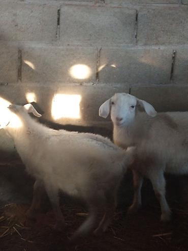 Козы, козлы: Продаю | Коза (самка) | Для разведения — 15