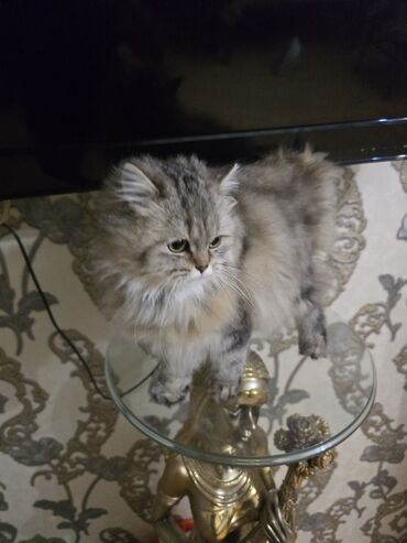 Pişiklər: Şinşilla, Dişi, Ünvandan götürmə — 8