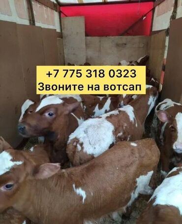 быки бишкек: Бички телята Продаю | Музоо, торпок, Корова Алатауская | На забой