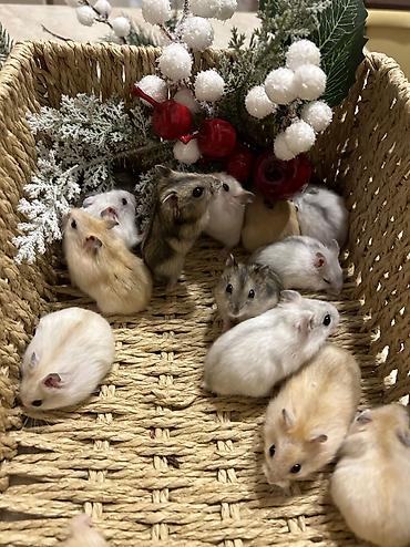 Хомяки: Продаются хомячки ручные. В нашем питомнике вы можете приобрести — 13