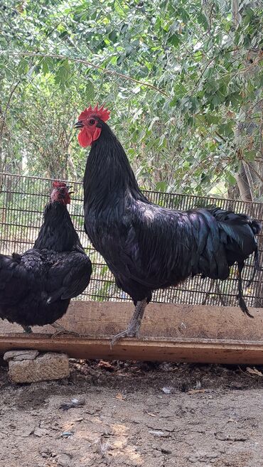 Cücələr: Toyuq, Australorp, Damazlıq, Pulsuz çatdırılma