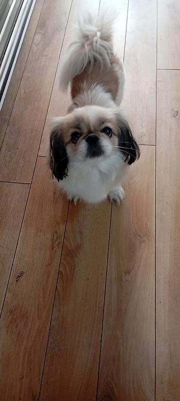 tap az it: Pekines — 1