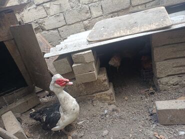 Salam bele lal erkek var 1 ilik super akdif heyvandir yerim olmaduqi