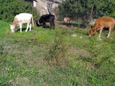 Yemlər: Dana, buzov, Erkək, ay: 3, Damazlıq, Ünvandan götürmə, Ödənişli çatdırılma