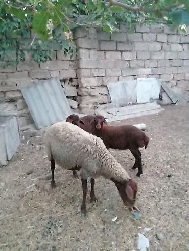 binə atciliq: Salam endirim olacaq dişi qoyun iki balasıyla əkiz 1 Erkey 1 dişi — 5