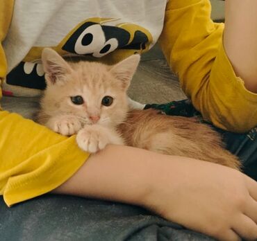 собака в добрые руки: Dişi, Yaxşı əllərə, Pulsuz çatdırılma