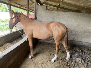 лошадь арабская: Продаю | Кобыла (самка) | Дончак