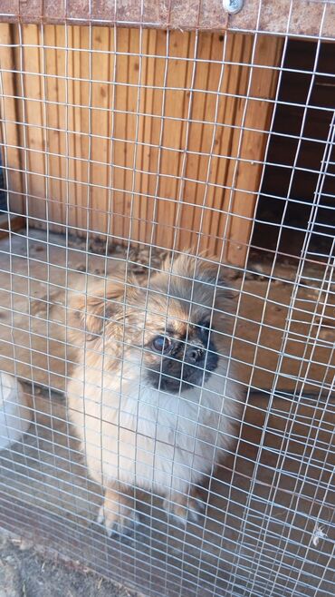 afçarka itlerin qiymeti ucuz: Pekines, 4 ay, Dişi