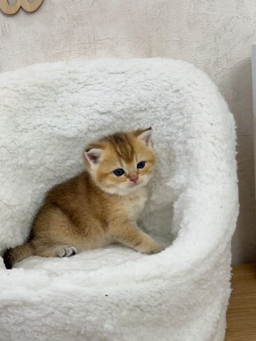 Pişiklər: Dişi, Erkək, Yaxşı əllərə, Ünvandan götürmə -da lalafo.az — 17 Pişiklər: Dişi, Erkək, Yaxşı əllərə, Ünvandan götürmə — 17