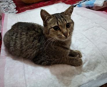 возьму кошку в добрые руки: Кошка даром: Беспородная, 1 год, Мальчик, Приучена к лотку — 2