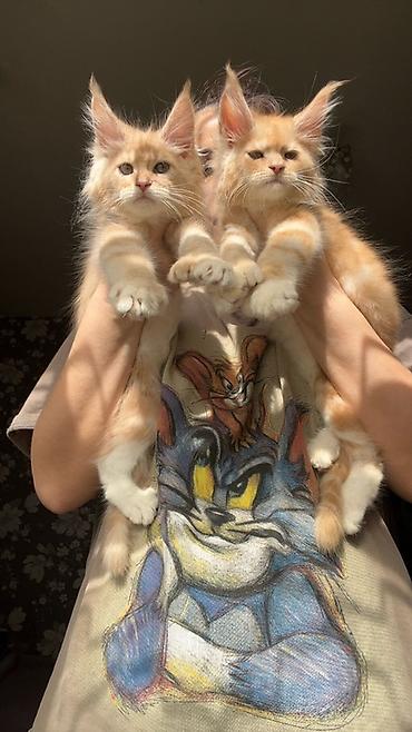 Продажа кошек: Предлагается эксклюзивные мощные котята породы мейн-кун. Эти котята — 4