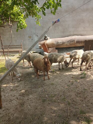 qoyun iti balasi: Dişi, il: 2