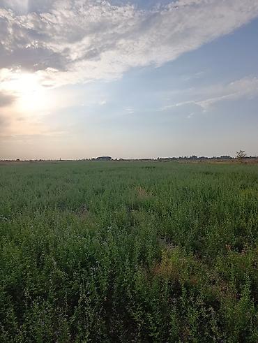 виноградное село: 4000 соток, Для сельского хозяйства — 4