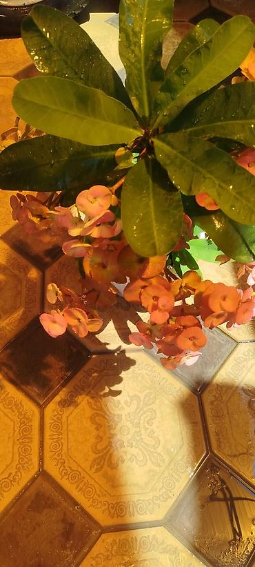 алое вера: Эуфорбия Милла (Euphorbia milii, «терновый венец») в горшке. - — 3