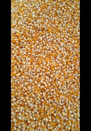 psp 3008 цена in Кыргызстан | PSP (SONY PLAYSTATION PORTABLE): Куплю кукурузу рушенную без ограничения,цена договорная, влажность до