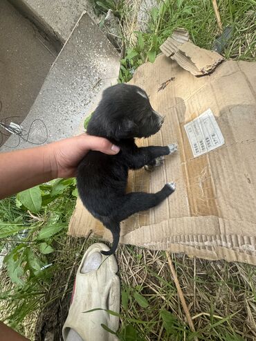 собака драдхаар: Пожалуйста заберите в хорошие руки глаза открвл недавно нашли на улице